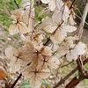 deadhydrangea